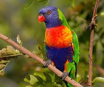 Подборка самых красивых и редких попугаев в мире — об их существовании  некоторые даже не знают - Hi-News.ru