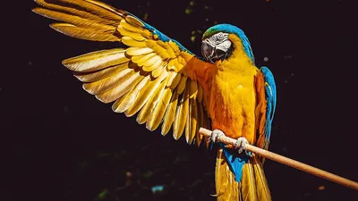 Буйство красок: самые уникальные виды попугаев, красота которых удивит  любого (Фото) - Телеграф