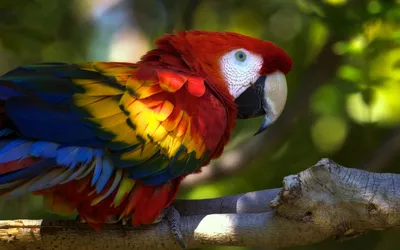 ТОП-10 самых красивых попугаев в мире (30 ФОТО) | KRASOTA.ru