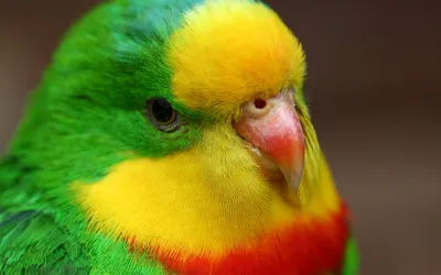 Macaw Garden Show - изложба на екзотични папагали - Самые красивые попугаи  со всего мира уже в Бургасе! Приходите, чтобы увидеть наяву говорящего  попугая породы Королевский Жако из Южной Африки по имени