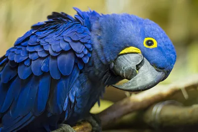 Самые красивые попугаи (Топ-28)