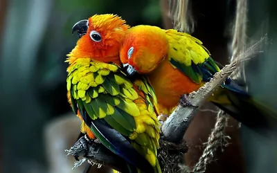 Самые яркие и красивые попугаи в мире - Mover.uz