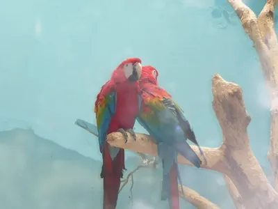 Top-28 the Most Beautiful Parrots