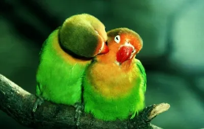 Самые красивые попугаи фото фото