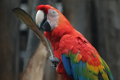 Самые красивые попугаи - 88 фото