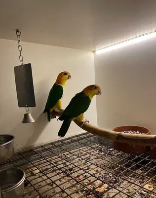 Зоологический сад попугайчиков