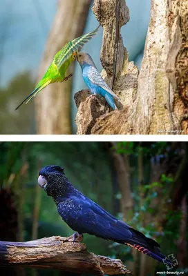 Самые красивые попугаи | ВКонтакте