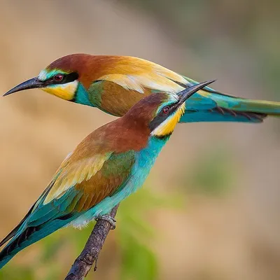 Топ 3 самые красивые птицы на земле | Мир Животных | Дзен