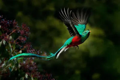 Райские и другие самые красивые птицы нашей планеты (Часть 1) | Интересуюсь  | Дзен