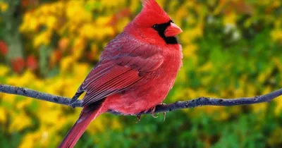 Самые красивые и необычные птицы планеты - Tochka.net