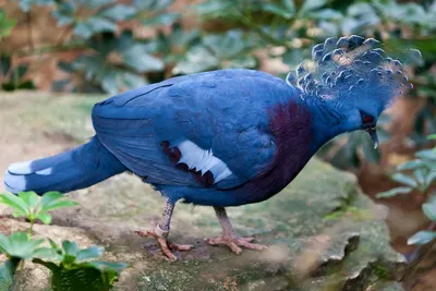 Самые красивые птицы в мире ( + много ФОТО)