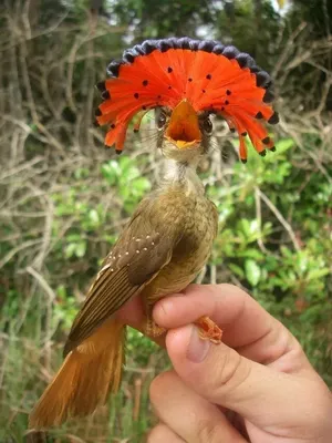 30 необычайно красивых птиц » BigPicture.ru