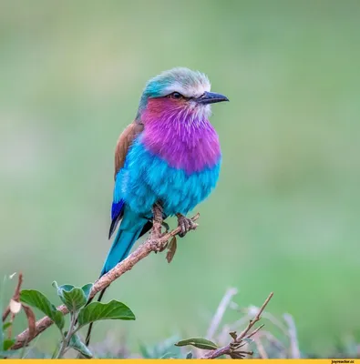 Самые красивые птицы планеты - Ануб.Ру