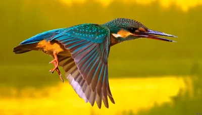 Самые красивые птицы планеты. ФОТО