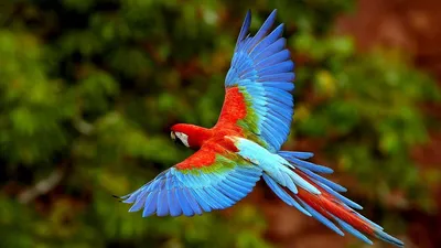 Топ-10 самых красивых птиц планеты