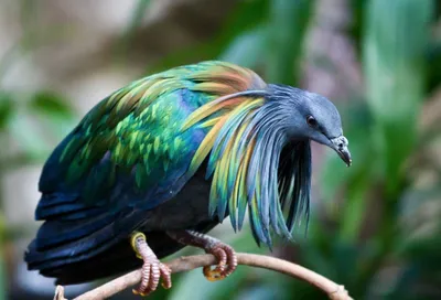 Самые красивые птицы мира - красивые фото