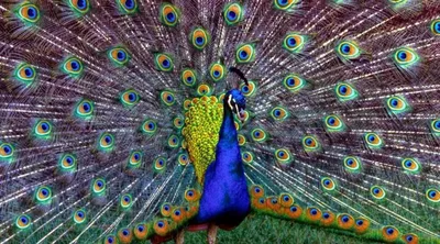 Павлин | Павлины – это самые красивые и крупные птицы в мире… | Flickr