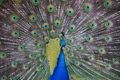 Самые красивые и необычные птицы планеты - Tochka.net