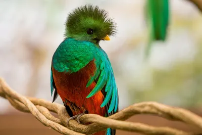 Блоги: 10 самых красивых птиц в мире (Иван DonauKinder 92) - Fanat1k.ru