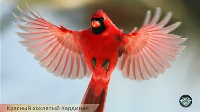 Самые необычные птицы мира — Российское фото | Мандаринка, Птицы,  Галапагосские острова
