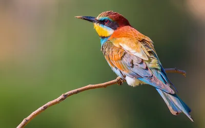 Самые красивые птицы в мире - часть 2 | Пикабу