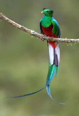 Самые яркие и красивые птицы