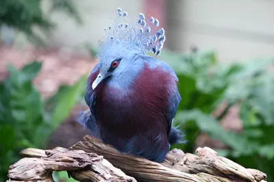 Топ-10 самых красивых птиц в мире (10 фото) » Невседома