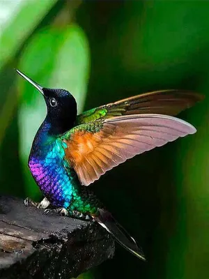 Самые красивые птицы в мире | Пикабу