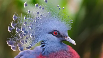 Самые красивые птицы мира — редкие птицы планеты — фото