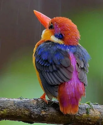 Самые яркие птицы планеты