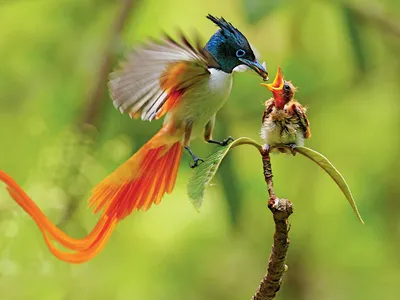 Необычные птицы нашей планеты