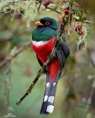 самые красивые птицы в мире | ВКонтакте