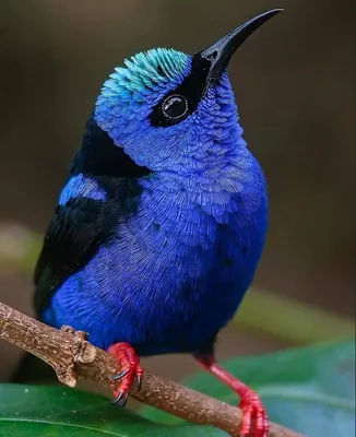 Самые красивые птицы | Пикабу