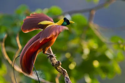 Что нам известно о райских птицах? | ВКонтакте