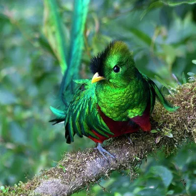 Райские птицы красивые и яркие (81 фото) - красивые фото и картинки  pofoto.club