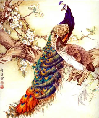 ТОП самых красивых птиц в мире: фото, видео, названия, описание