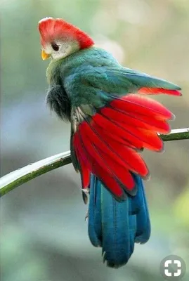 Райские птицы - мифы и интересные факты | Райские птицы, Красивые птицы,  Птицы