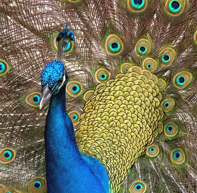 Удивительные райские птицы - экзотические птицы / Beautiful birds - YouTube
