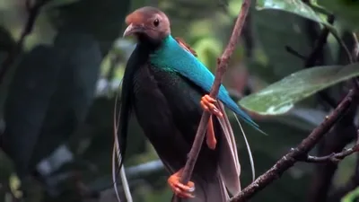 Самые необычные райские птицы | Птица дома | Дзен