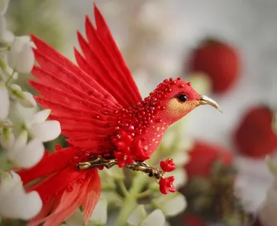 самые красивые райские птицы｜TikTok Search