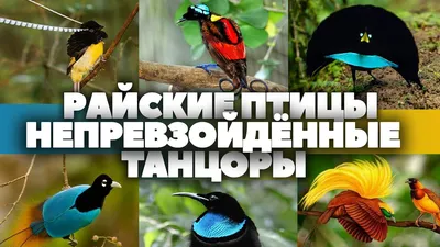 Существует ли «жар-птица»? » uCrazy.ru - Источник Хорошего Настроения