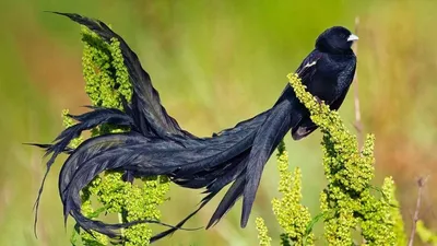 Самые яркие и позитивные виды птицы мира | Позитивные и интересные новости