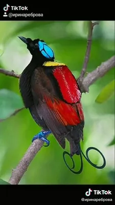 самые красивые райские птицы｜TikTok Search