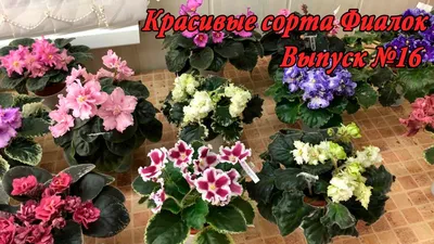 Красивые сорта Фиалок(Выпуск №16) - YouTube