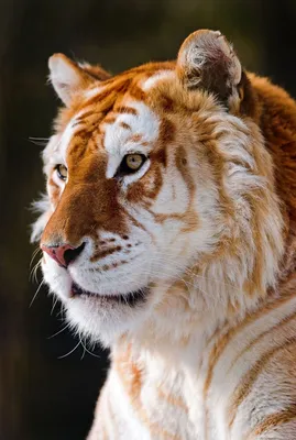 Самые красивые тигры фото фото