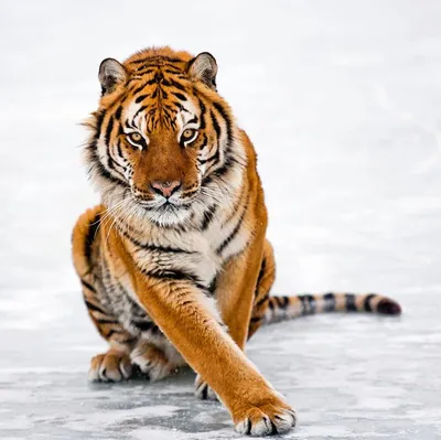 Красивые животные. Тигр