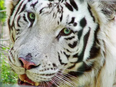 Тигр | Детям о животных | Некоммерческий учебно-познавательный  интернет-портал Зоогалактика
