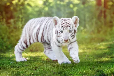 Картинки красивые тигры (35 фото) 🔥 Прикольные картинки и юмор