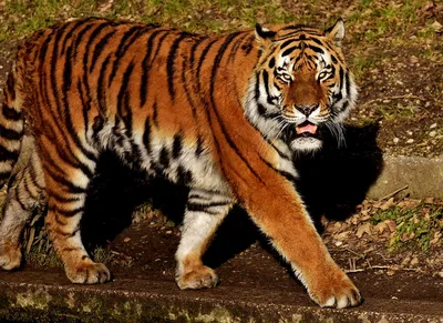Сильный тигр - 75 фото