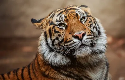 Тигры: какими бывают – ZooPicture.ru